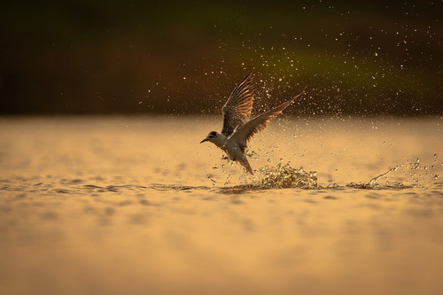 bird 9900094 1280.jpg