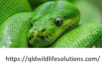 Snake Removal Cairns.jpg