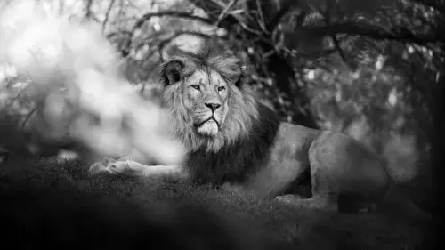 4k ultra hd lions monochrome opv4j6kfzsa4mldx.webp
