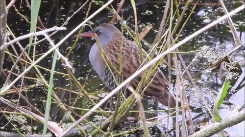 cu3 vyNRD42vMWH6.jpg