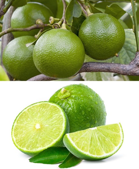 13 mosambi citrus limetta indian.jpg