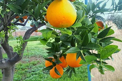 online plant bazar orange vietna.jpg