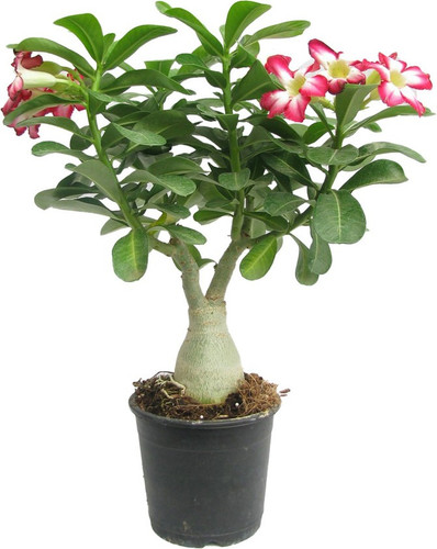 adenium obesum live plant with p.jpg