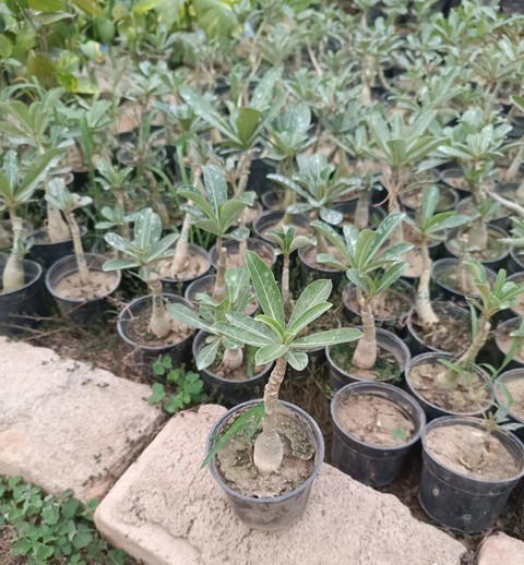 no biennial yes adeniumplant 1 a.jpg