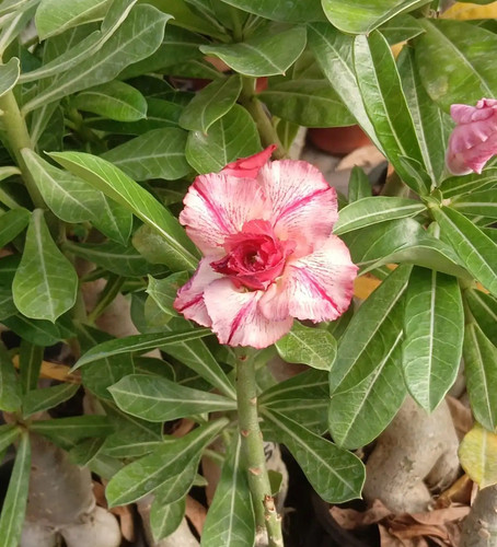Adenium plant2.jpg