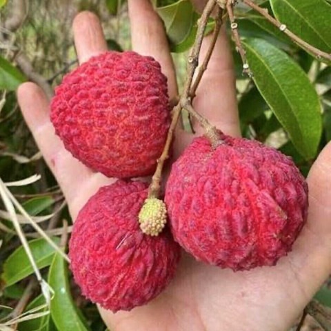 no perennial yes hybrid litchi l.jpg