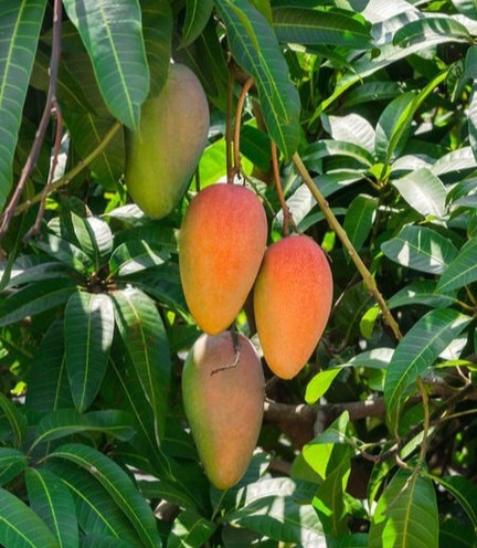 no perennial yes mango vastra al (1).jpg