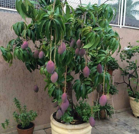 no perennial yes mango vastra al.jpg