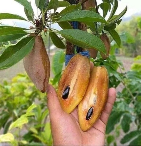 yes annual yes banana medium 1 g.jpg