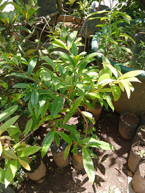 no annual yes live chiku plant w.jpg