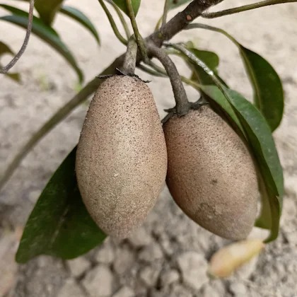 online plant bazar grey long chi.jpg
