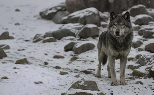 Elarun edit 755683760034905.jpg