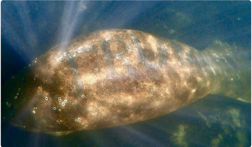 trump manatee
