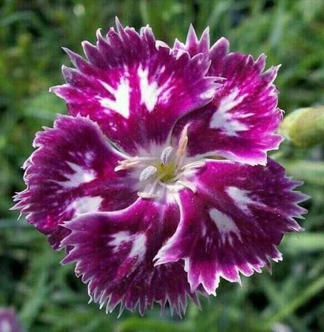 10 sweet william flower seeds s1.jpg