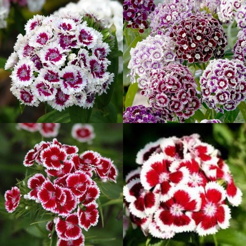 28 william flower seeds bij ibai.jpg