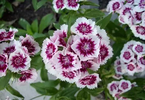 45 m sweet william6 maa original.jpg