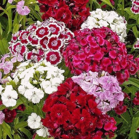 60 dianthus mix heriloom flower.jpg