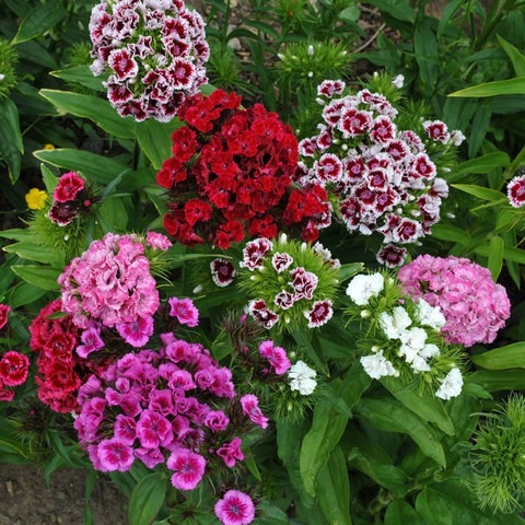 50 flower seeds dianthus mixed c.jpg
