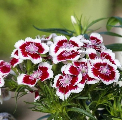 50 sweet william mix f1 hybrid f.jpg