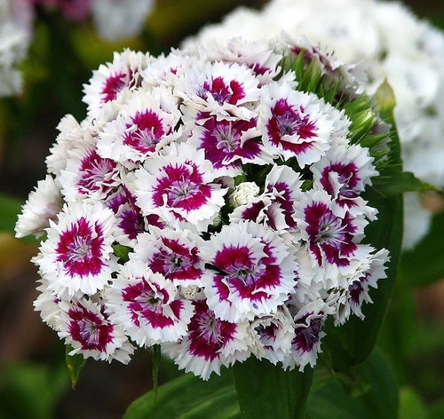 71gBcgeFoUL. AC UF1000,1000 QL80.jpg