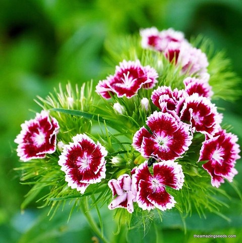 30 sweet william dainthus mixed.jpg