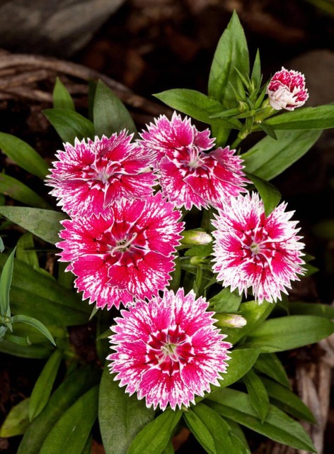 172 sweetwilliam 97 abiswas orig.jpg