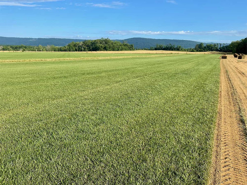 Best sod companies in springfield.jpg