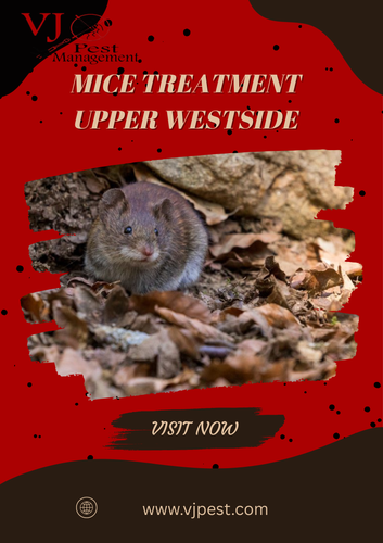 Looking for the Most Effective Mice Treatment Upper Westside.png