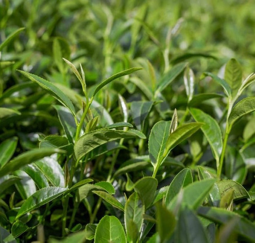 61OEKqX7XlL. UF1000,1000 QL80.jpg