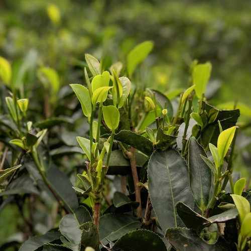 Origin teainravine.jpg