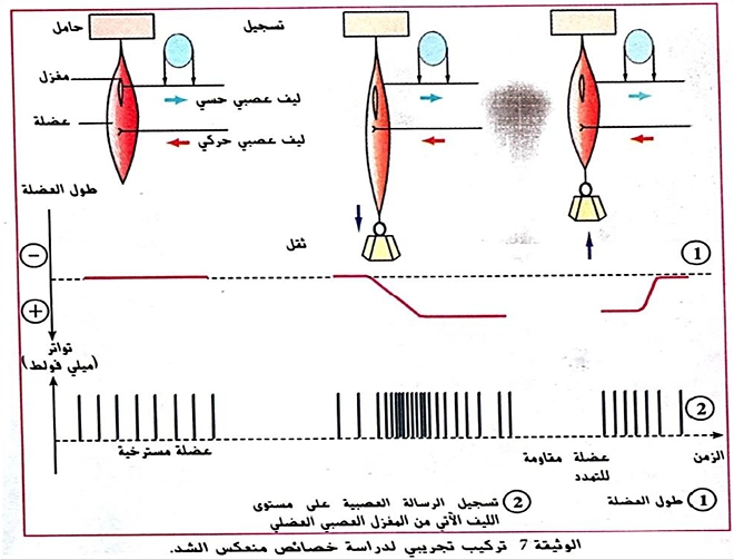 الوثيقة 9