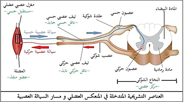 الوثيقة 2