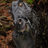 011 Nazgul Steed Bust
