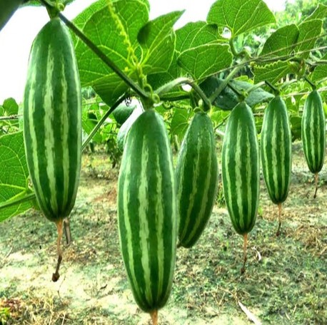 10 parwal root live pointed gour.jpg