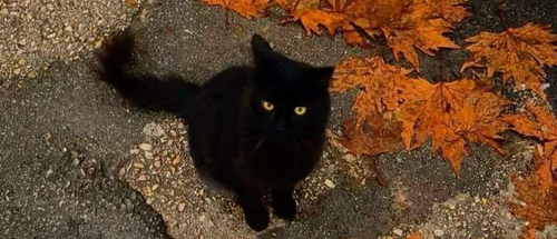 cattt.png