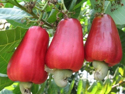 online plant bazar cashew plant.jpg