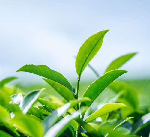 Darjeeling Tea.jpg