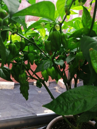 74 1naga chilli seeds bdsresolve (1).jpg