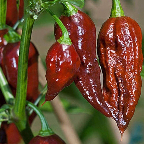 185 spicy chilli seeds ibains or.jpg