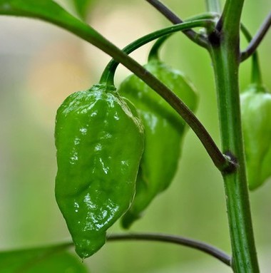 200 pua 284 naga morich chilli b.jpg