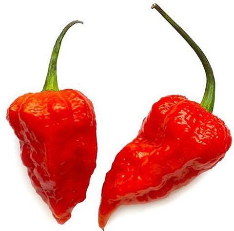 40 gardens india king naga ghost.jpg