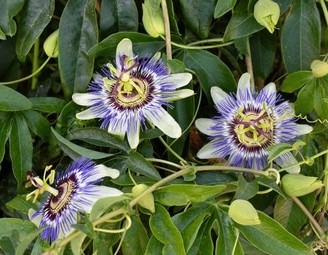 close passiflora passion flower.jpg