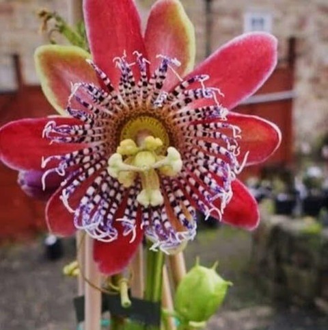 1 most wonderful all time 1healt.jpg