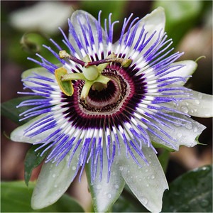 200 blue passion flower passiflo.jpg
