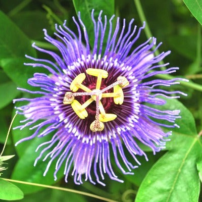 pg passiflora incarnata.jpg