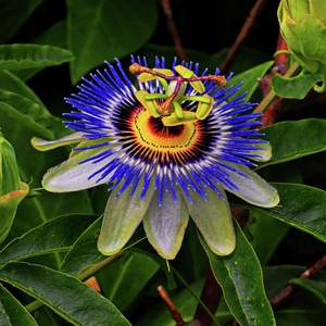 no perennial yes passion flower.jpg