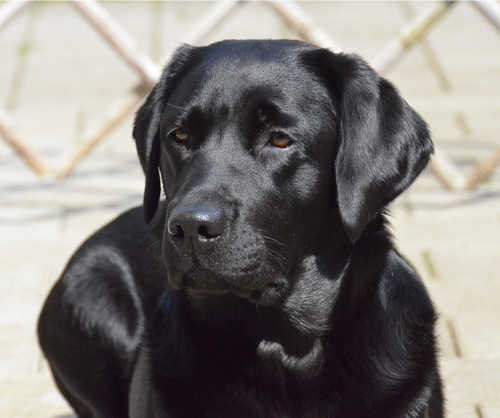 Max Aug.2024 2nd Prize.jpg