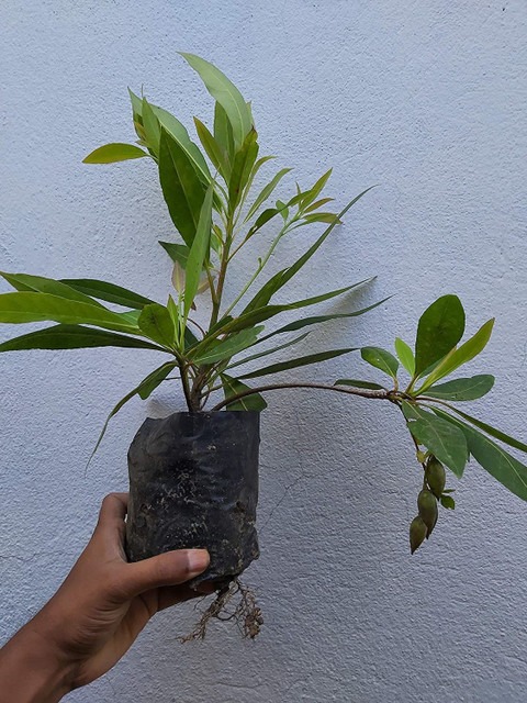 perennial no yes rudraksha plant.jpg