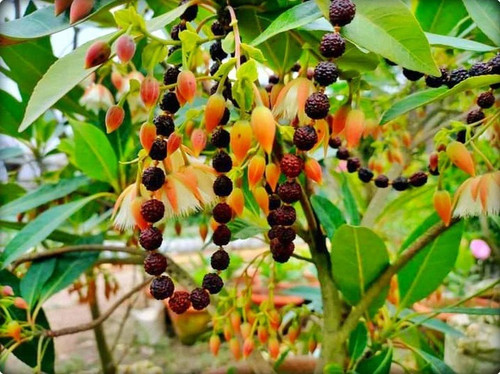 no perennial yes rudraksha live.jpg