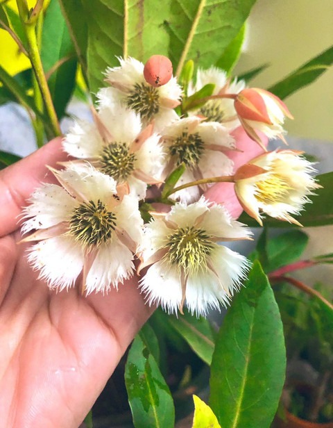 rudraksha elaeocarpus ganitrus r.jpg